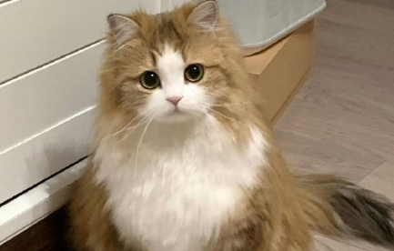 一只猫可以“旺家”的6个特质! 一只猫可以“旺家”的6个特质!