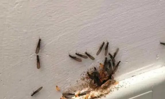 家里出现白蚁怎么灭