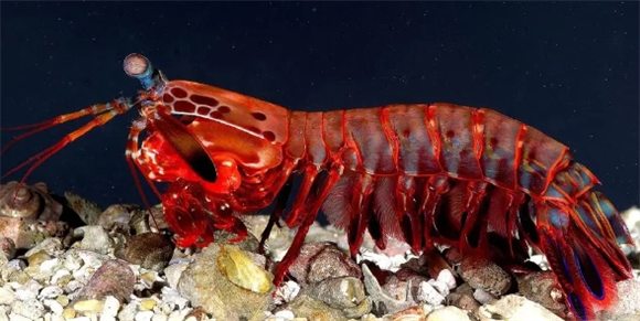 螳螂虾得名是因为 螳螂虾得名是因为