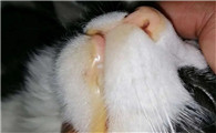 猫黄疸临死前的15个征兆