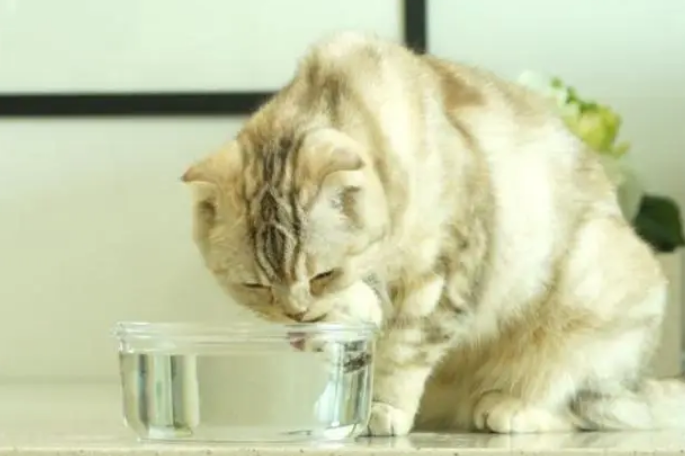猫喝水吗