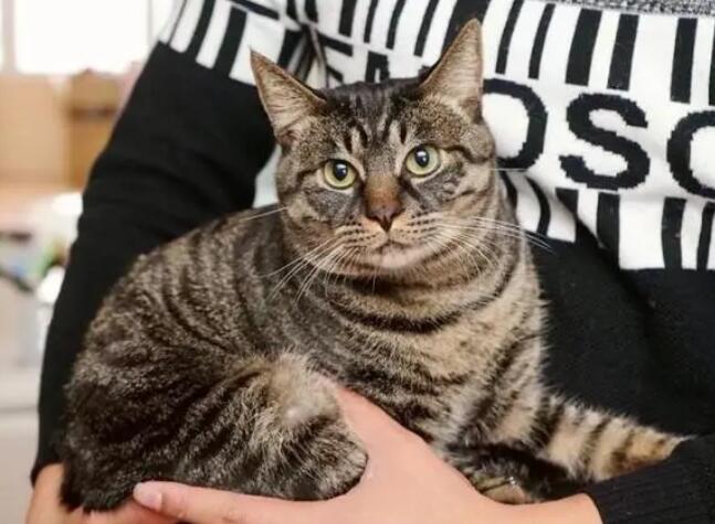 建议穷人养的10种便宜宠物猫