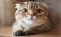猫肚子上有个肉囊