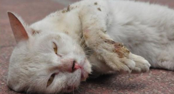家养的猫会有狂犬病吗