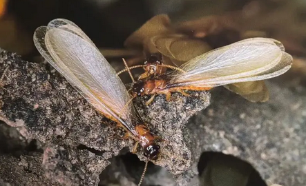 家庭白蚁防治方法