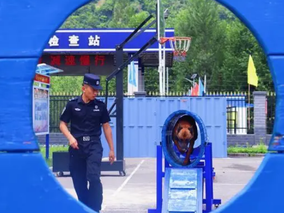 长川边境检查站：强化训练 增强警犬体能