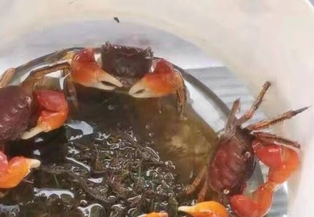 辣椒蟹怎样繁殖