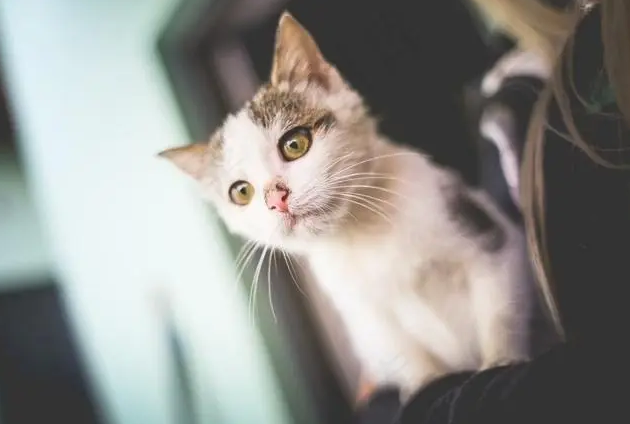 猫的尾巴有什么用途