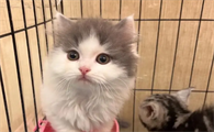 老公不让养猫和我吵架怎么办