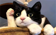 猫的寿命一岁等于人多少岁