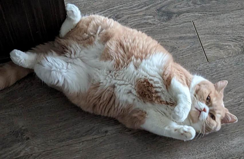 猫的四个爪子是白色的