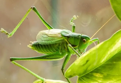 蝈蝈能过冬天吗