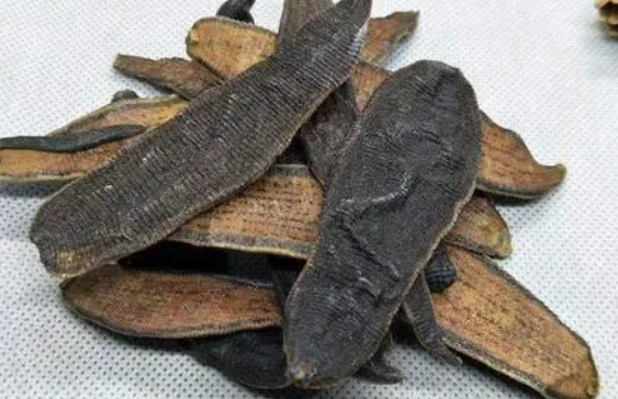 蚂蝗有什么药用 蚂蝗有什么药用