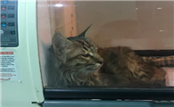 猫肺水肿治好了也活不久吗