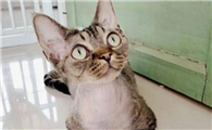 猫胡子剪了还能长吗