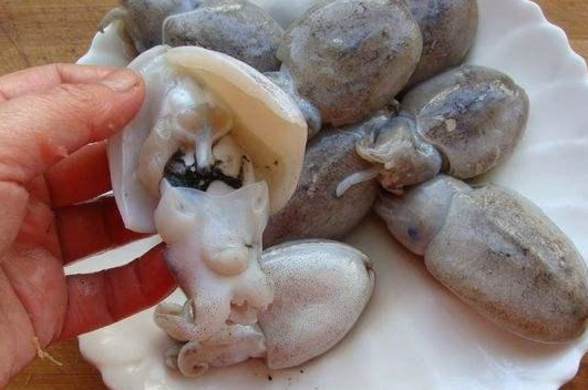 墨鱼是寒凉的吗