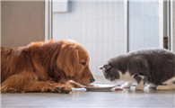 猫和狗喜欢吃什么