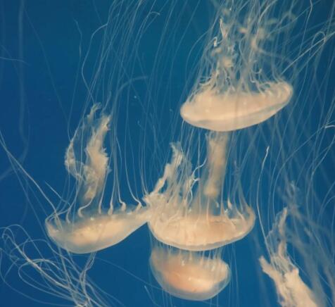 海蜇与水母区别 海蜇与水母区别