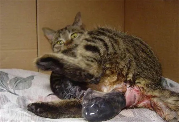 猫多少天生小猫