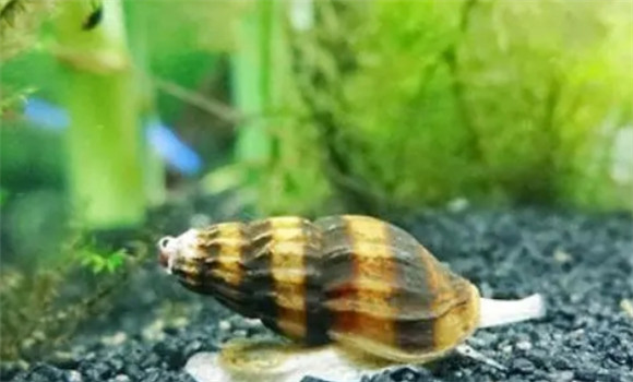 杀手螺吃河蚌吗