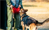 看完这些德国牧羊犬的缺点，还敢养的都是真爱！