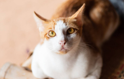 捡猫不还给主人犯法吗