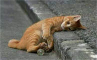 离家出走的猫会后悔吗