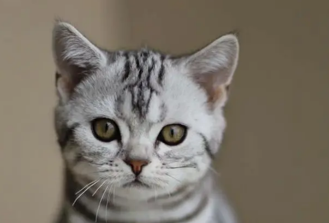 虎斑猫的优缺点 虎斑猫的优缺点