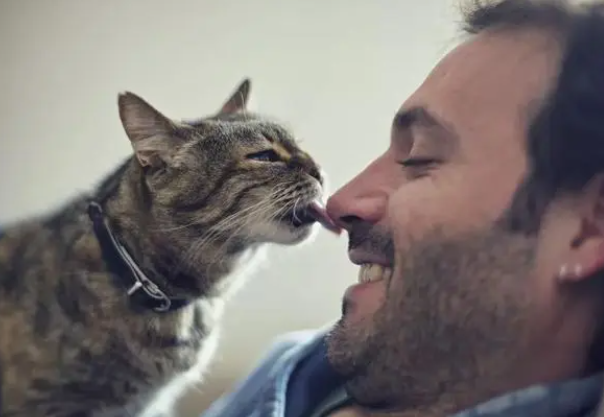 猫咪喜欢舔你，并不是爱你，而是表达这些意思