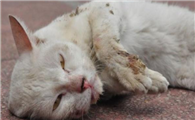 家养的猫会有狂犬病吗