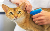 猫多久打一次疫苗