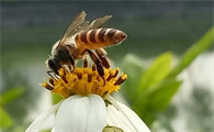 蜜蜂的生存时间