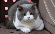 家养什么猫最好