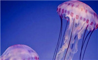 水母是吃什么的