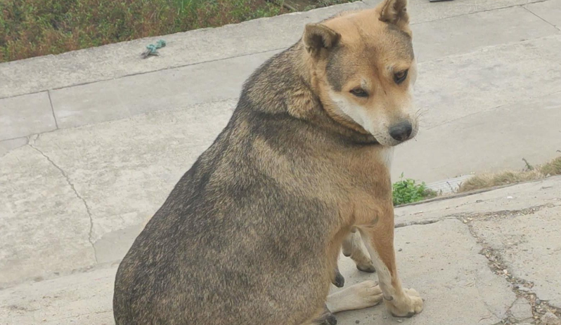 为什么宠物狗经常走丢，而田园犬不会？背后是有原因的