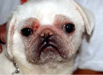 犬猫皮肤疾病的诊断方法和诊断要点-是宠网