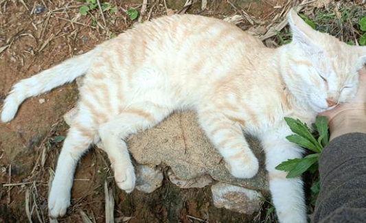 近亲繁殖的猫特征