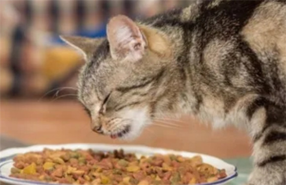 猫粮的这9种成分？猫咪长期吃危害健康