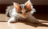 猫怀孕不吃不喝只趴着不动