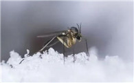 冬天蚊子在哪里