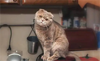 家里养猫风水好吗