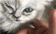猫的眼屎怎么擦
