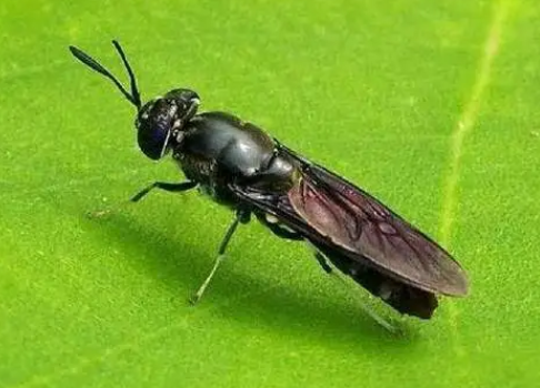 黑水虻收购价