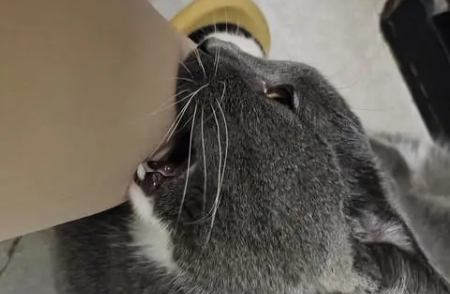 猫隔着衣服抓出了红痕 猫隔着衣服抓出了红痕