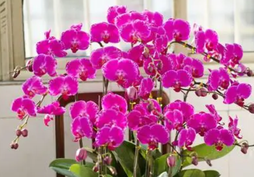 红猫蕊蝶兰花介绍