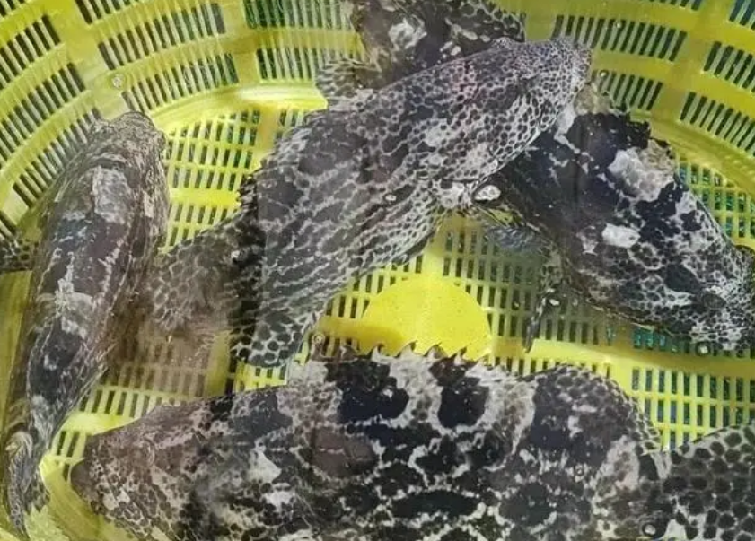 石斑鱼黑色液体有毒吗 石斑鱼黑色液体有毒吗