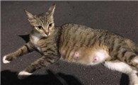 猫怀孕几个月生产