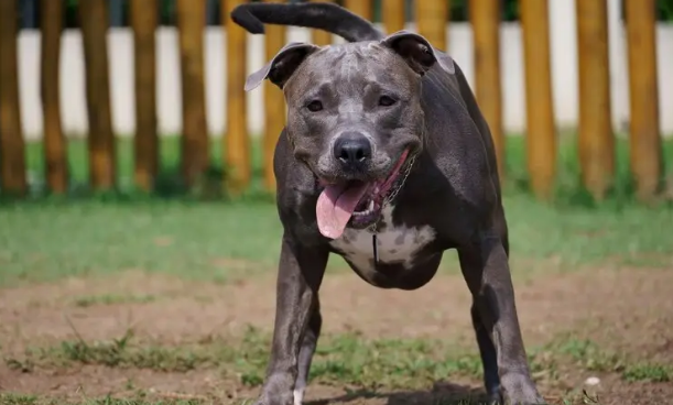 狗界恶犬排名，这几种你害怕吗？