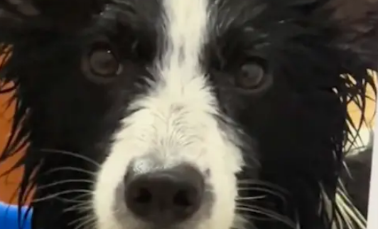 主人给边牧洗澡到一半,出去玩手机忘记它了! 主人给边牧洗澡到一半,出去玩手机忘记它了!