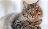 猫的一岁是人的多少岁